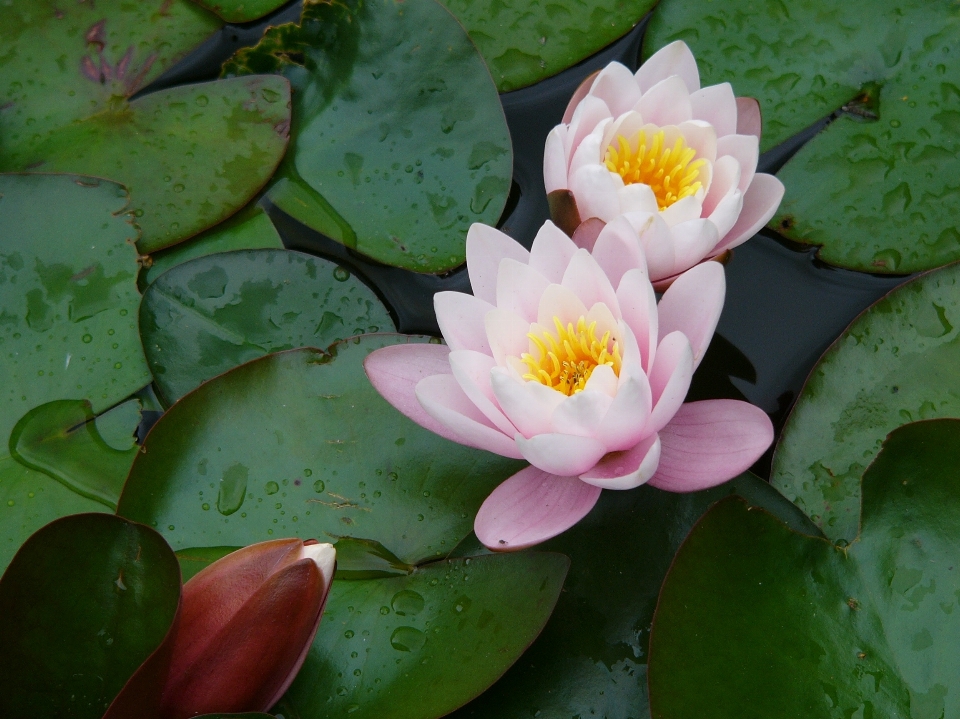 Agua naturaleza planta flor