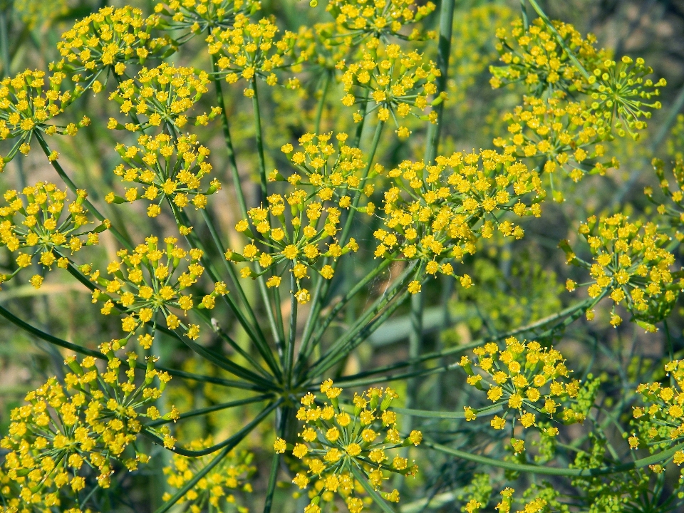 Plantar prado
 flor comida