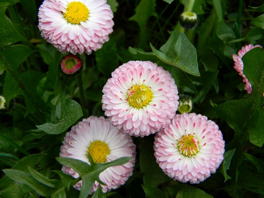 Grass plant flower petal Photo