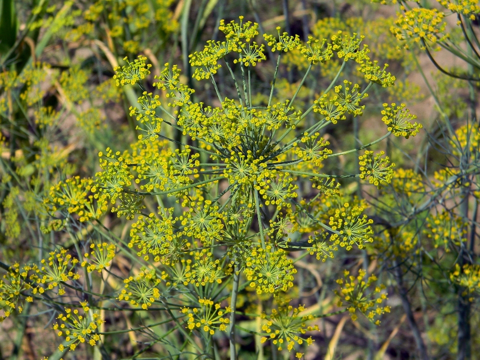 Plant leaf flower green