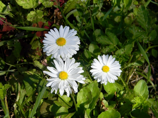 Nature plant white field Photo