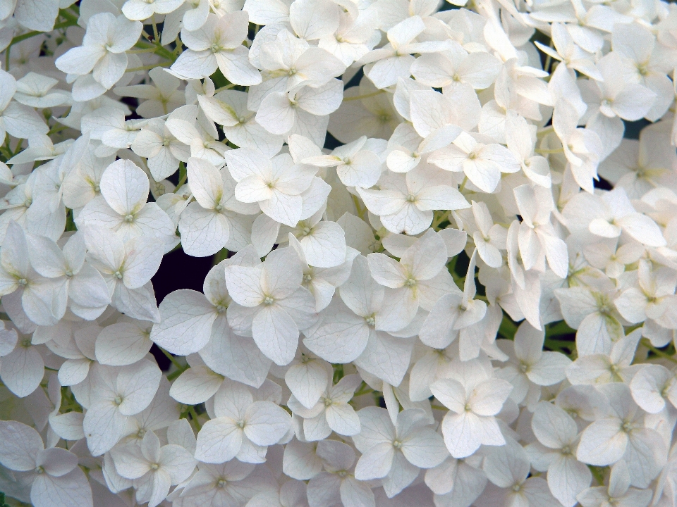 Natura fiore pianta bianco