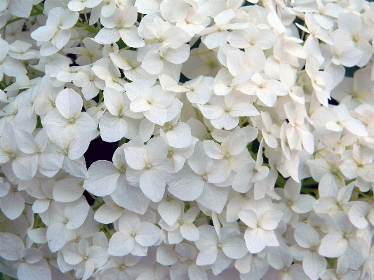 Nature blossom plant white Photo