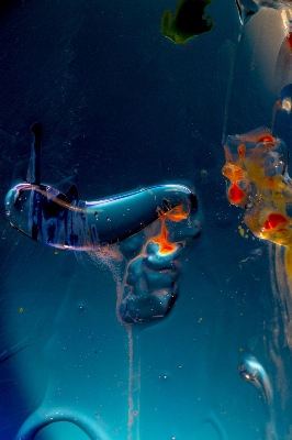 Water diving underwater biology Photo