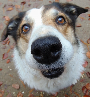 Dog collie portrait mammal Photo