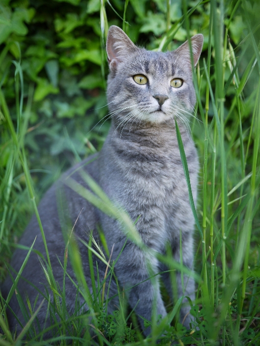 草 動物 猫 ネコ科の