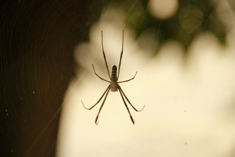 Mão natureza asa fotografia