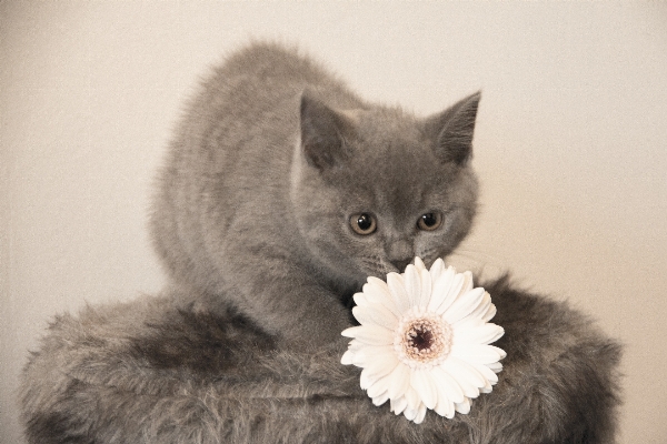 Photo Chaton chat mammifère moustaches
