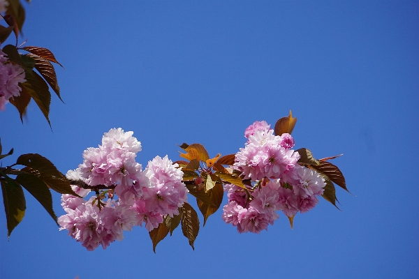 Tree nature branch blossom Photo