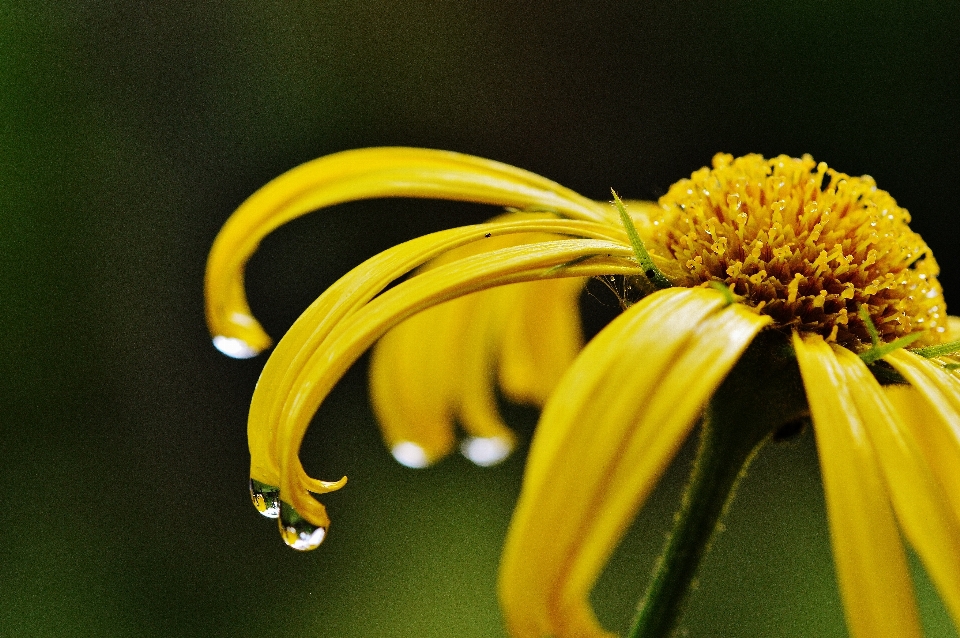 Nature blossom plant photography