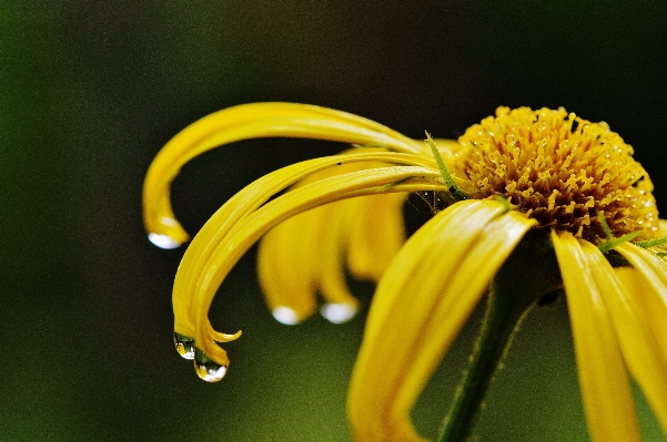 Nature blossom plant photography Photo