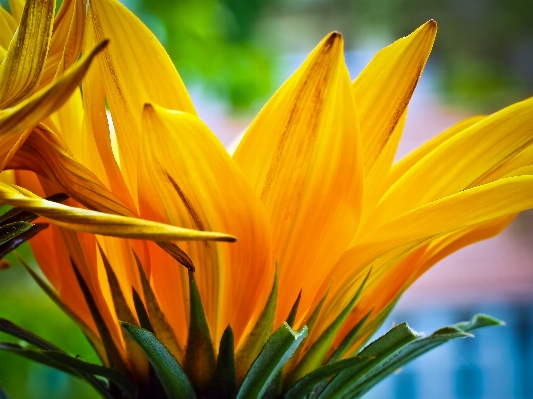 Nature grass blossom plant Photo