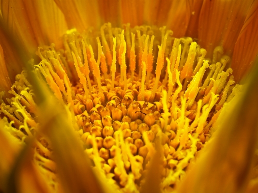 Nature blossom plant field Photo