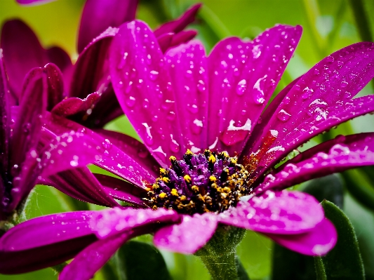 Water nature blossom plant Photo