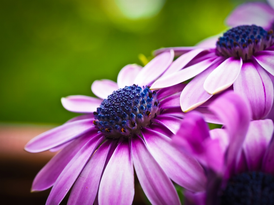 Nature fleurir usine la photographie