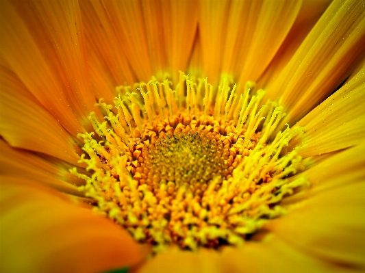 Nature blossom plant field Photo