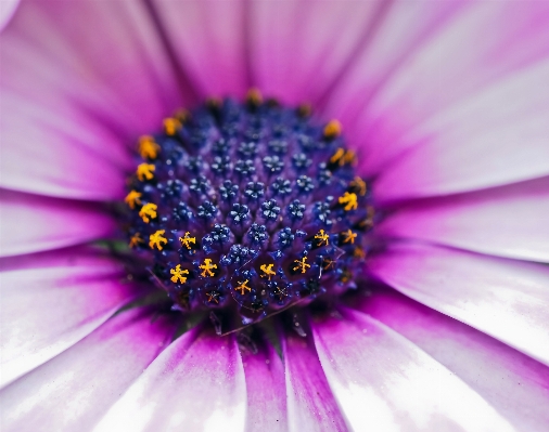 Nature blossom plant photography Photo