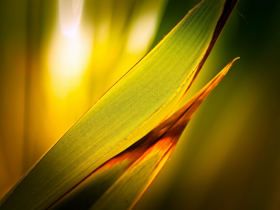 Naturaleza césped luz estructura