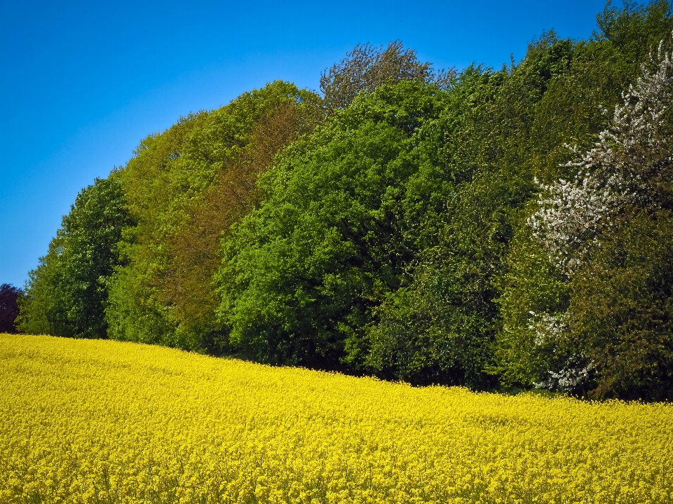 Paisaje árbol naturaleza bosque