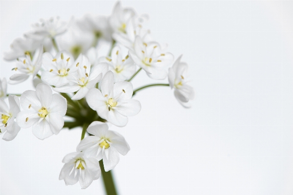 Branch blossom plant white Photo