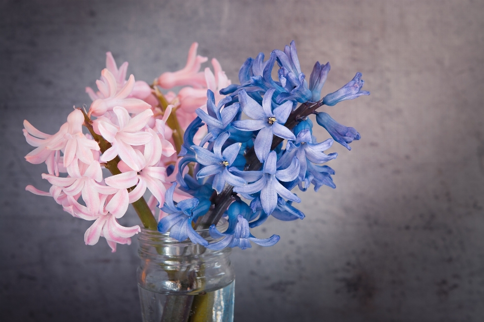 Usine roue fleur pétale