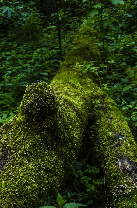 Arbre nature forêt usine