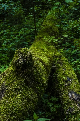 Tree nature forest plant Photo