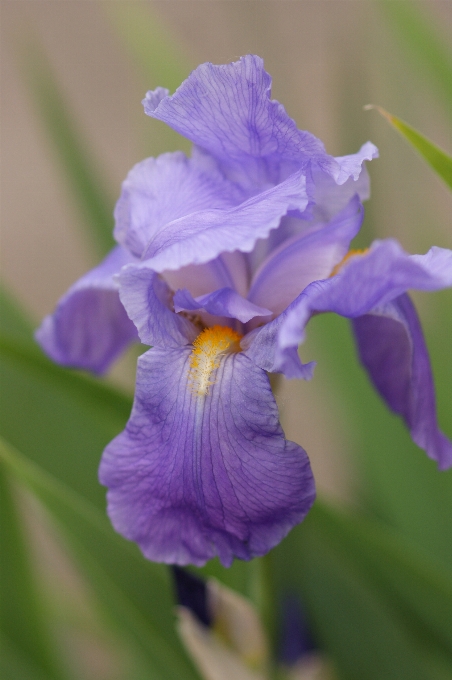 Natur blüte anlage blume