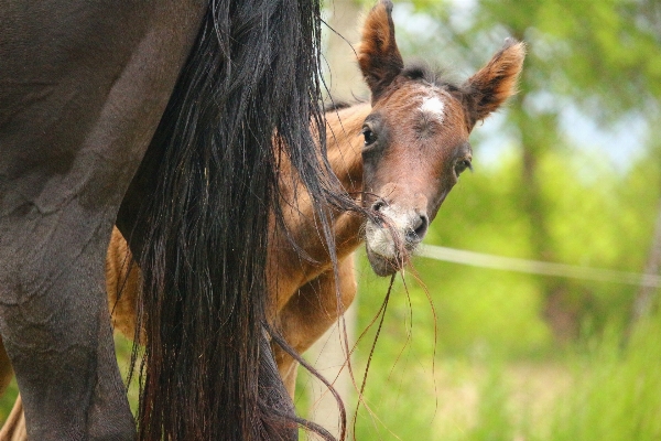 Foto Césped fauna silvestre pastar
 caballo