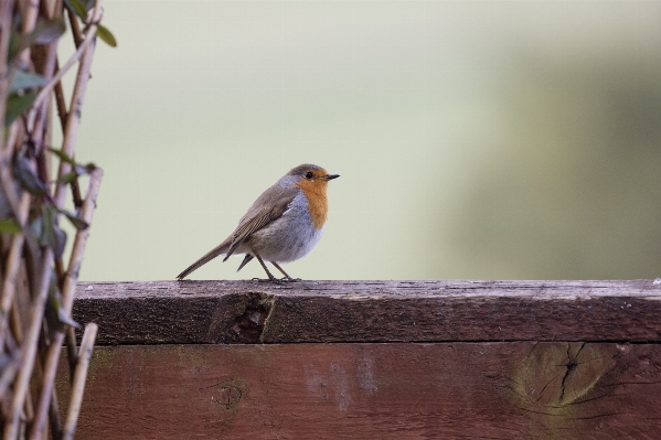 Nature branch bird wildlife Photo