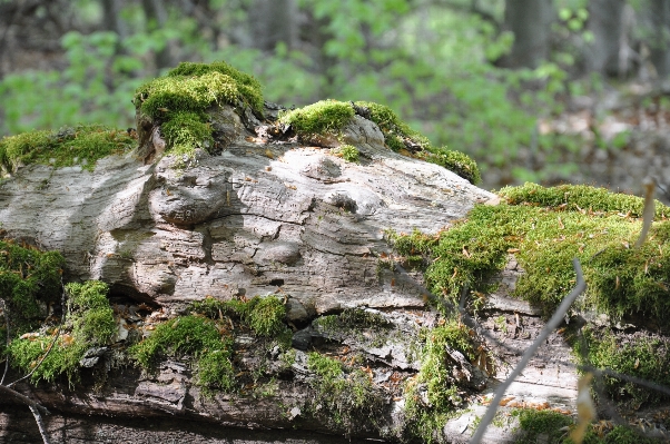 Tree forest rock wilderness Photo