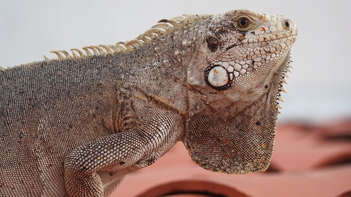 Foto Animal animais selvagens réptil iguana