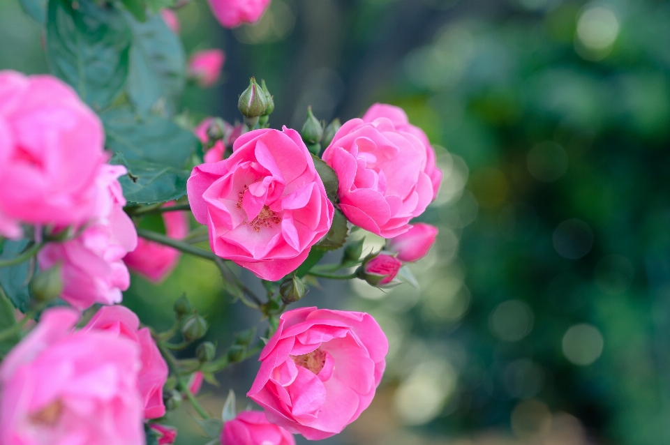 Fiore pianta petalo rosa