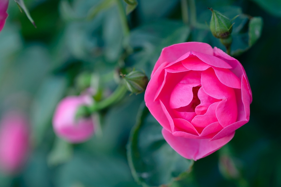 Pianta fiore petalo rosa