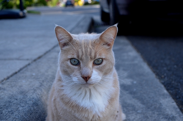 Street warm animal cute Photo