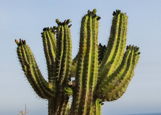 Cactus plant flower botany Photo