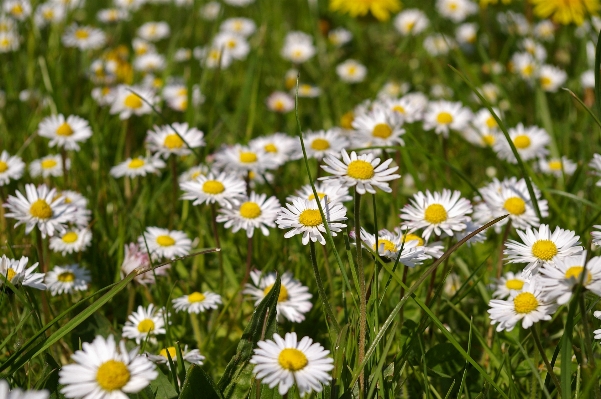 Nature grass plant field Photo