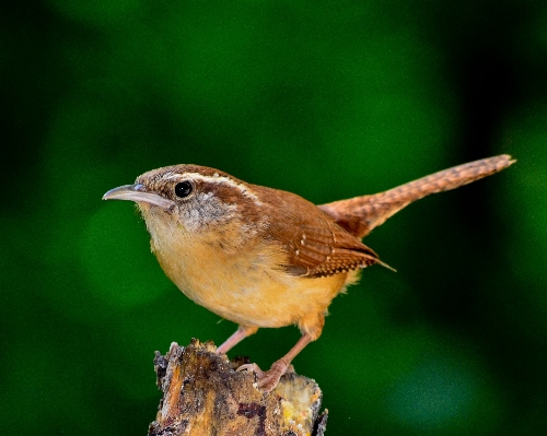 Foto Alam hutan cabang burung