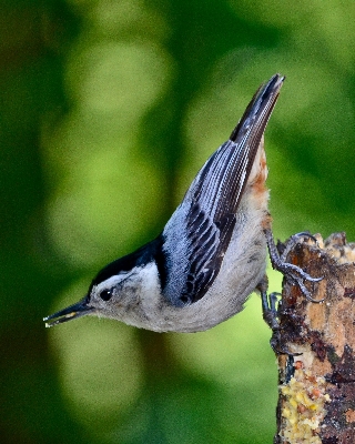 Photo Nature forêt bifurquer oiseau