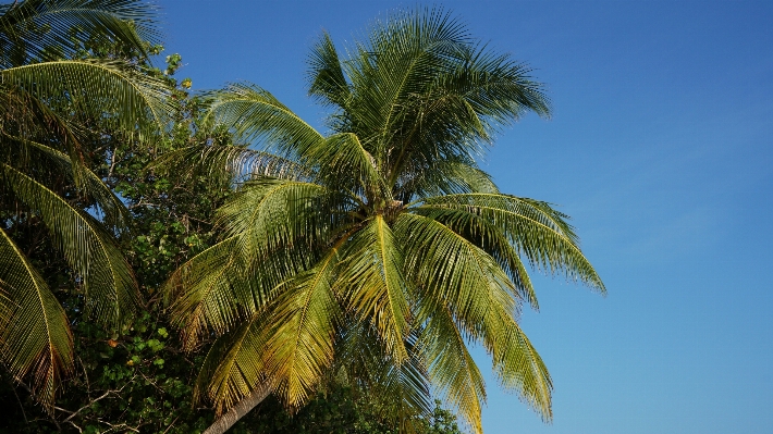 Beach tree nature branch Photo