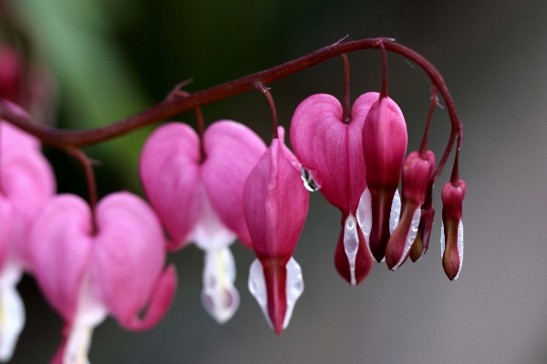 Nature blossom plant leaf Photo