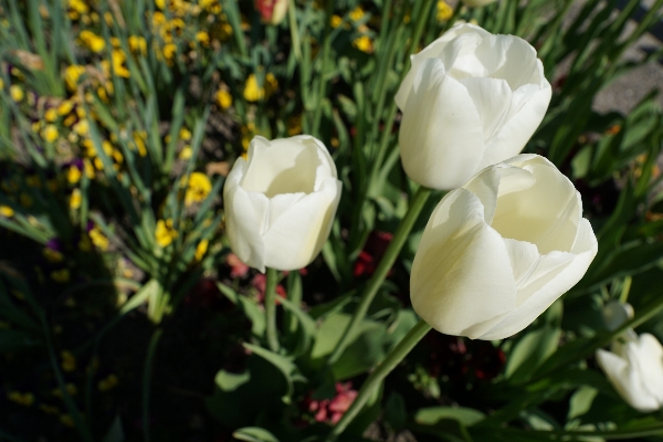 Nature blossom plant white Photo