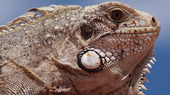 Foto Animais selvagens réptil iguana fauna