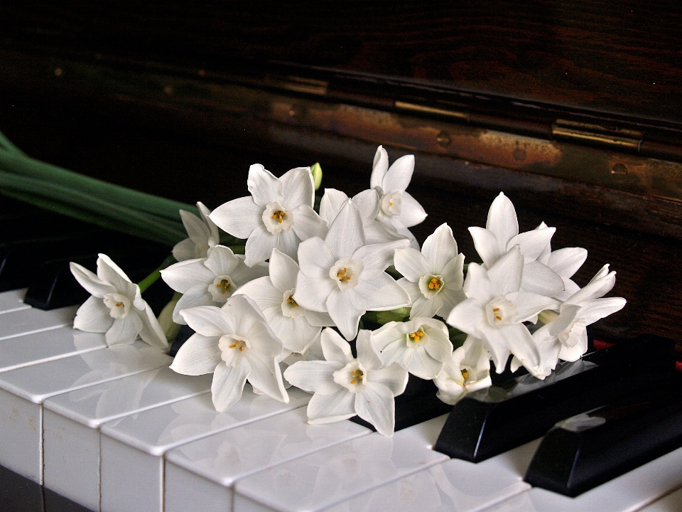 Fleurir musique usine clavier