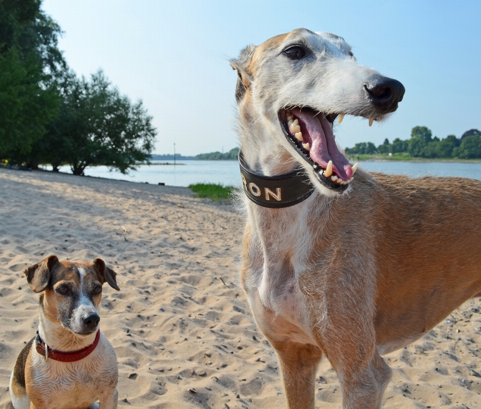 Playa perro animal lindo