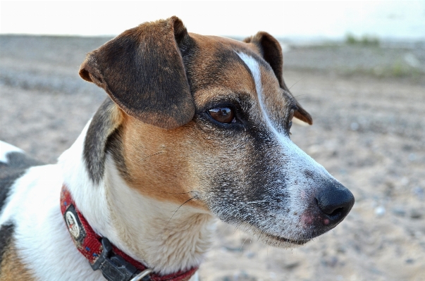 Beach puppy dog animal Photo