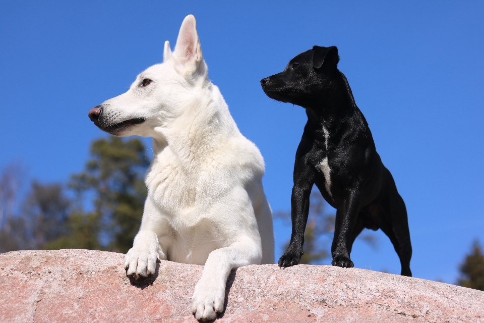 Cane animale domestico primavera mammifero