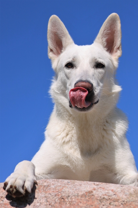 Blanco perro mamífero vertebrado
