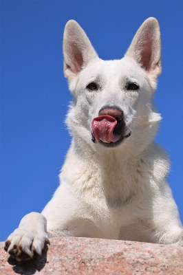 White dog mammal vertebrate Photo