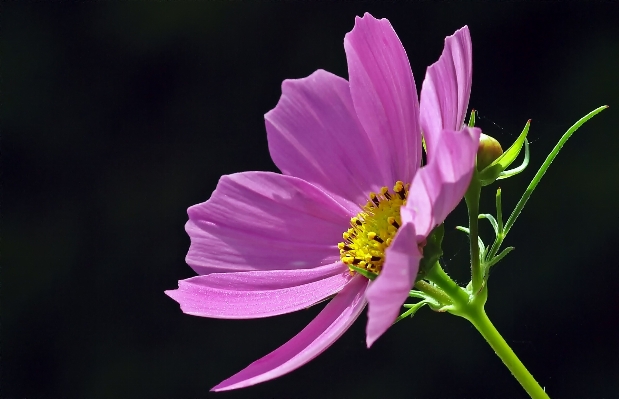 自然 花 植物 写真撮影 写真